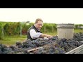 Weinlese 2020 | Weingut Klosterkeller Siegendorf