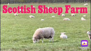 Scottish Sheep Farm/ Old MacDonald Had Farm /Chatelherault county park Hamilton/ Hamilton Scotland