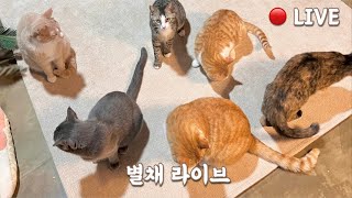 별채 라이브 | 쫀니를 만진 역사적인 순간!! 귀요미들 냠냠 먹어요~ | 쫀니와 쪼꼬미들 | 베베집사 제주살이
