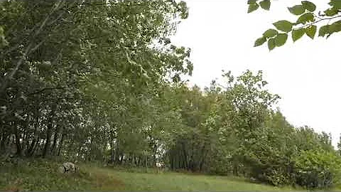 Relaxing Sound | Swaying trees in the Wind, Rumbling  Leaves, Relaxing Wind