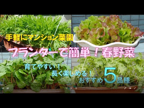 手軽にマンション菜園 プランターで簡単 春野菜 育てやすい 長く楽しめる おすすめ5品 Youtube 手軽にマンション菜園 プランターで簡単 春野菜 育てやすい 長く楽しめる おすすめ5品 Youtube