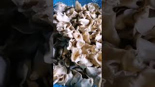 Wood Mushrooms/Kabute