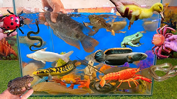 Tổng hợp các video cá cảnh đẹp, động vật dễ thương, cá lóc cảnh, vịt, ếch cute, cá mập abino, tôm đỏ