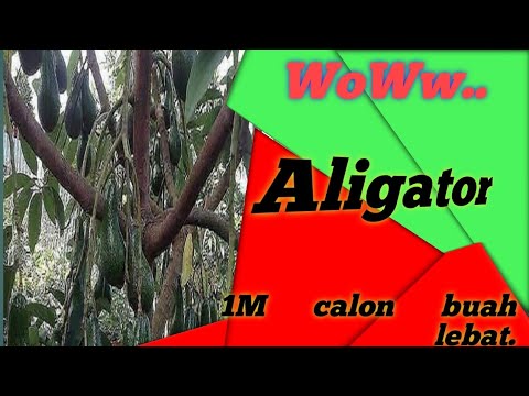  ALPUKAT  Aligator tabulampot  calon buah  lebat YouTube