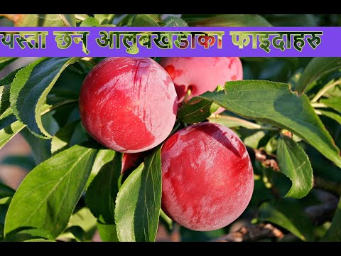 ||आलुबखडा सेवन गर्दा हुन फाइदाहरु || Benefits of consuming plums|| aalubakhada ka faeda haru|आलुबखडा