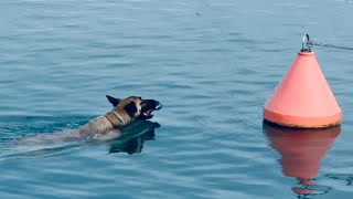Friendly Akita  Incredibly Brave Dog Swim