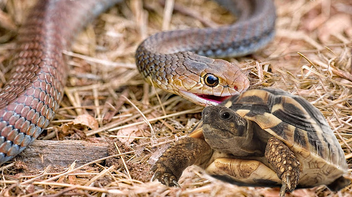Can a snake eat a turtle