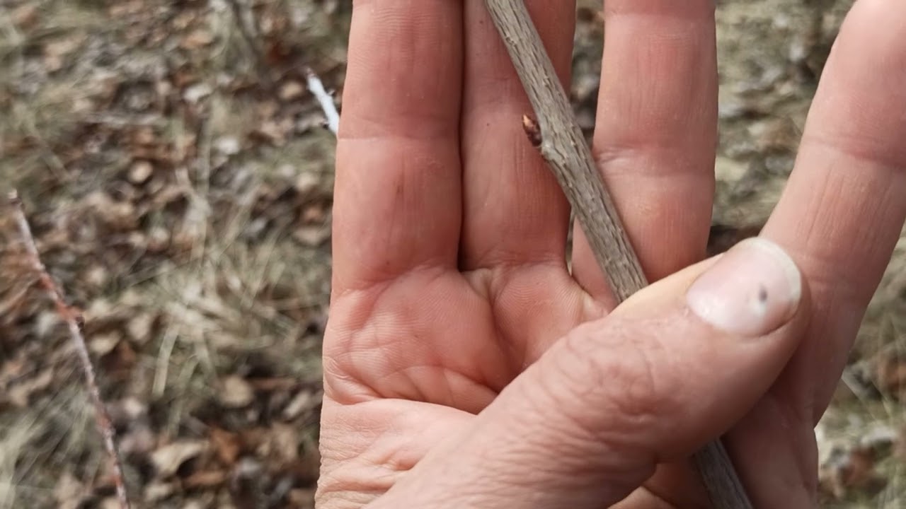 Разпознаване на дивачки. Трета част. Разпознаване чрез Сравняване! :)