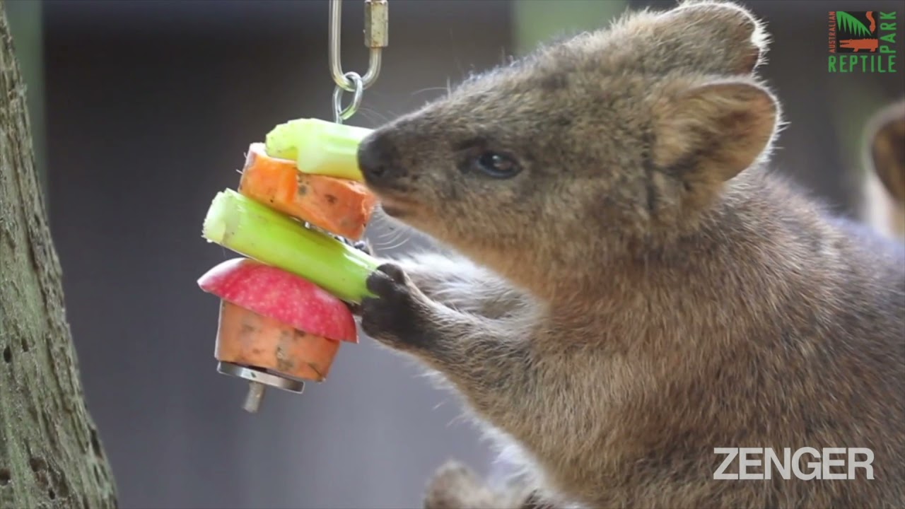 Adorable Scrub Wallabies Enjoy Their Lunch Treats YouTube