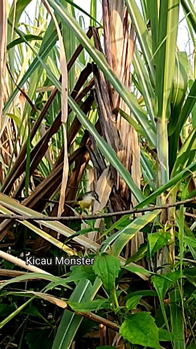 Pikat ciblek tebu #kicaumonster #tweet #birds #ciblek #burungciblek #pikatburungkecil #pikatburung