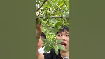 Trung bình những cây mận dại ở Cộng Hoà Séc thời điểm hiện tại kiểu #ngocmuscz