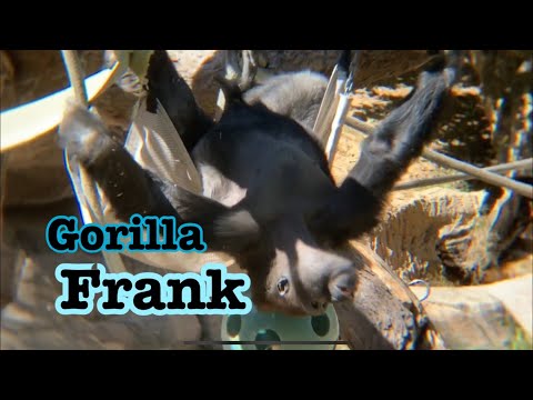 Gorilla 🦍 Frank and hammock, Monroe and Leslie ゴリラ　フランクのハンモックの乗り方　モンローとレスリー　サンディエゴサファリパーク