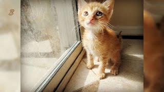 Top 10 Kittens for 7/14/2015 - May I present to you Piper: the worlds most unhappy kitten.