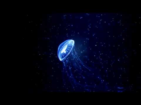 Video: Prekvapivé Fakty O Medúzach