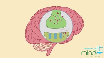 How the Brain Encodes Traumatic Memories -  Mind Lift