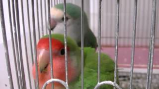20100720姫ぴー