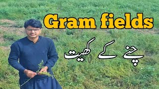 A tour of the Gram fields with friends in the village ❤❤❤