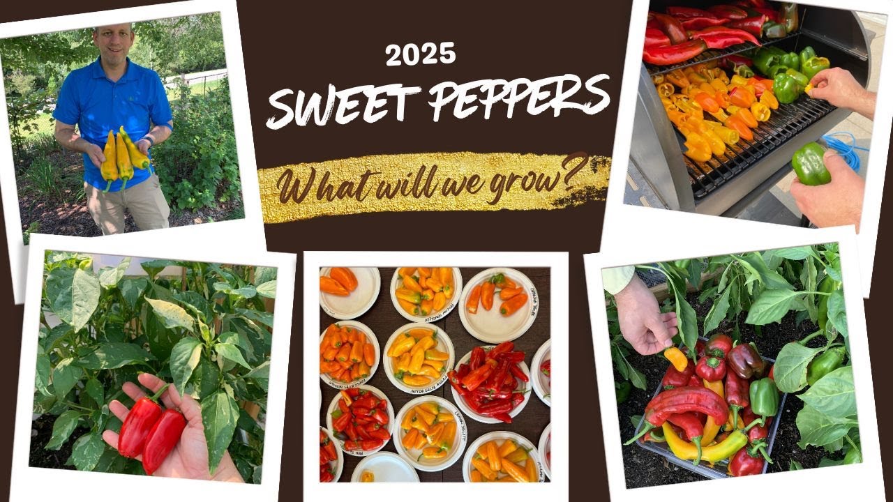 Which Sweet and Mild Peppers Made the List in 2025?