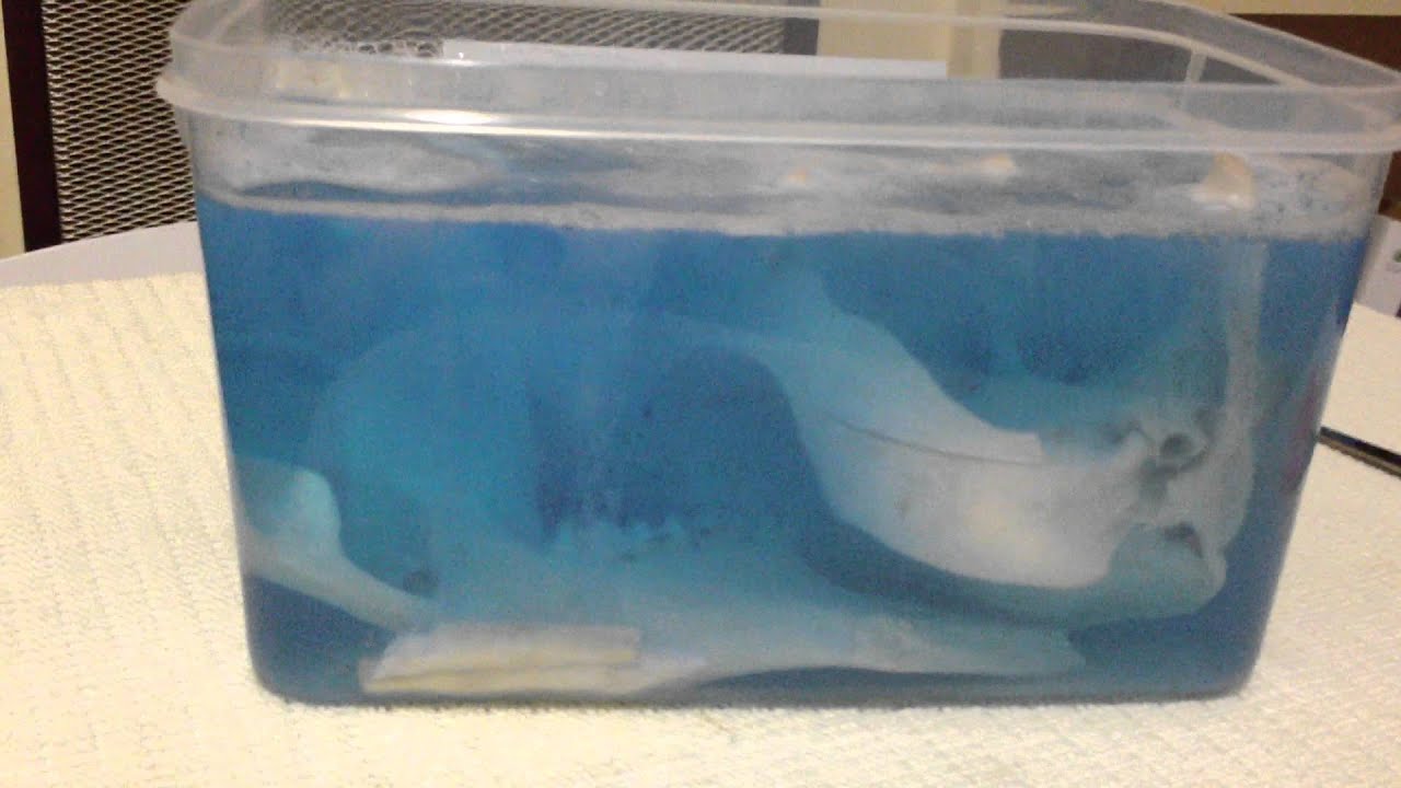 Kangaroo skull specimen preparation