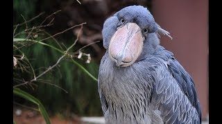 Shoebill  An Amazing Bird