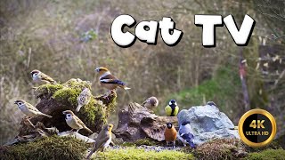 Cat TV for Cats to Watch 🐈 - SPRING IS CALLING -🐦‍⬛(4K) by Birdies Buddies 6,404 views 3 weeks ago 9 hours, 38 minutes