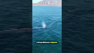 Top 10 Heaviest Animals On Earth