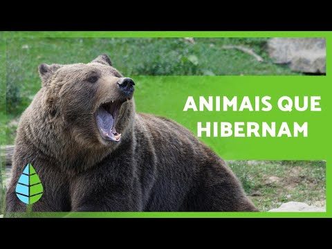 Vídeo: Como As Abelhas Hibernam