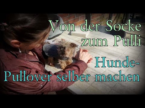 Video: Wie Man Einen Toy Terrier Pullover Strickt