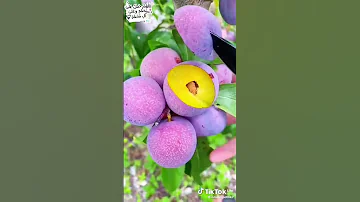 Https Vm Tiktok Com ZSBDBptFL This Post Is Shared Via TikTok Lite Download TikTo 