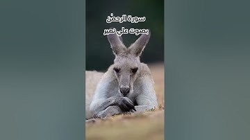قرآن كريم صوت عذب سورة يس  علي نمير