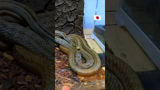 🪱🦎🐠 Loja de animais Anfíbios e Répteis | ZX6R