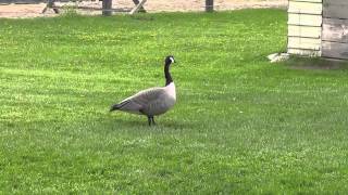 Dont Feed Geese Bread