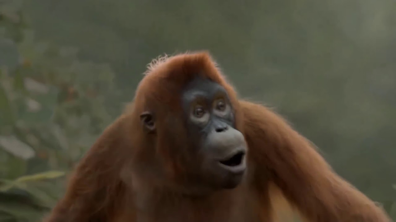 Funny monkey dance yeh yeh yeh karke dikhao 