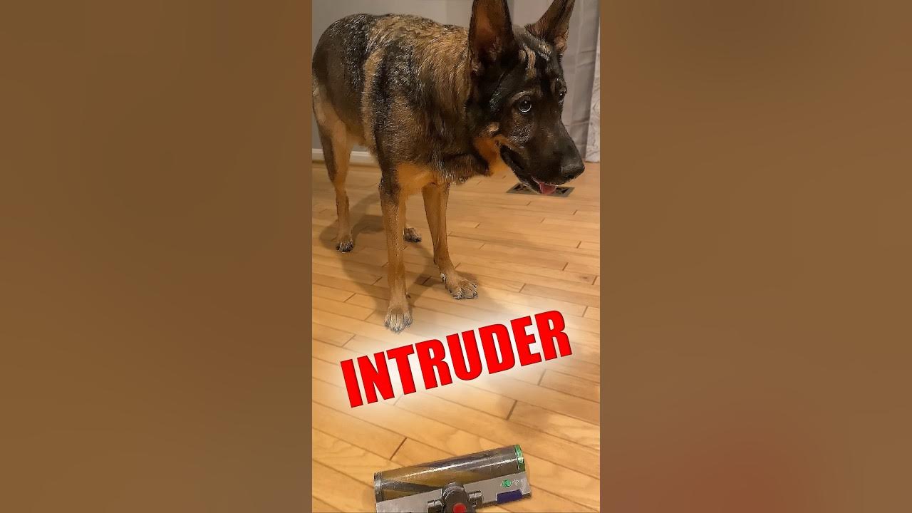 Hilarious German Shepherd vs. Vacuum Cleaner germanshepherd dog gsd funny puppy YouTube