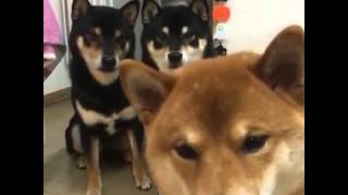 Three Shiba Inus Stare At Camera