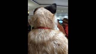 Confuzzled 2016 day 1