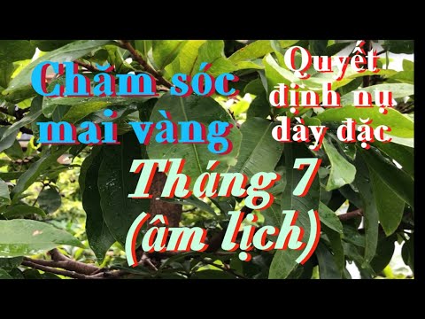 Video: Làm Thế Nào để Nuôi Phloxes? Bón Thúc Vào Tháng 7 Và Tháng 6, Trước Và Trong Khi Ra Hoa