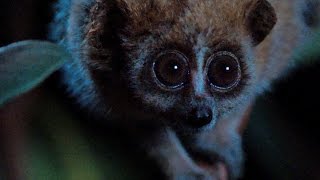 Slow loris internet celebrity - Super Cute Animals: Preview - BBC One