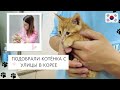 Korea vlog/ Подобрали котёнка с улицы в Корее/ Ветеринарная клиника в Корее/ Покупки для котёнка.