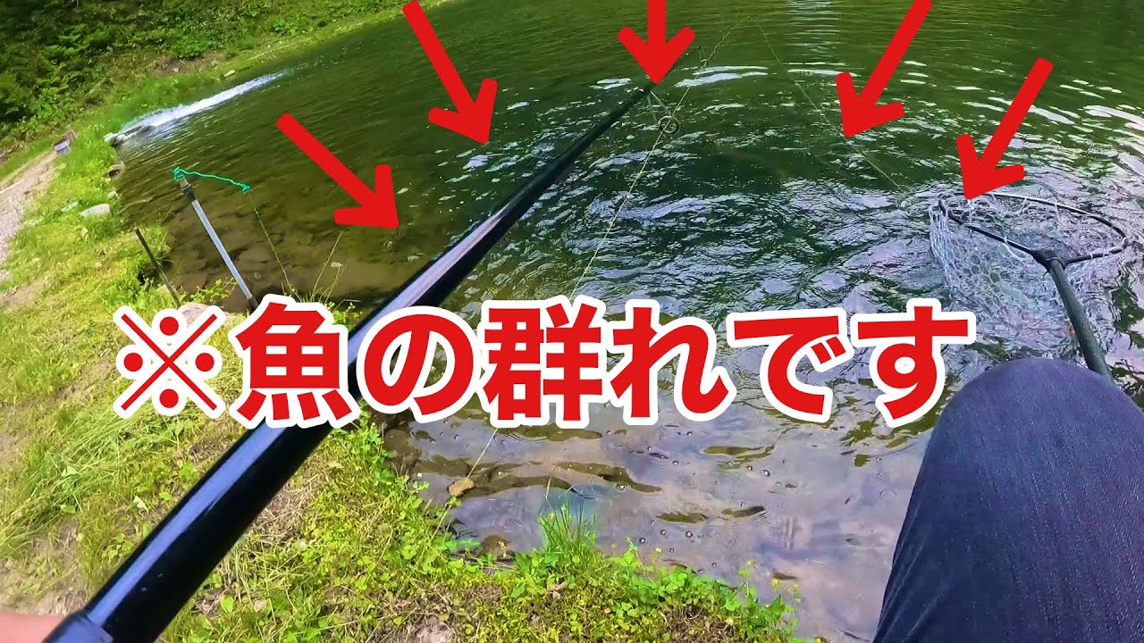 【デカマスが大漁】フィッシングあいづイワナ釣行（後編）【エリアトラウト　管理釣り場　管釣り】