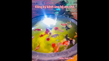 Hồ Cá 3 Đuôi Khá Đẹp - Nhân Vlog 1989