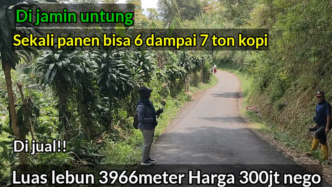 Terjual‼️murah Dijamin Untung Kebon kopi pinggir jalan Luas 3966m SHM 300jt nego