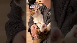 Cats love their owners ❤️🥰#cat #petsunited #funny #cute #shorts