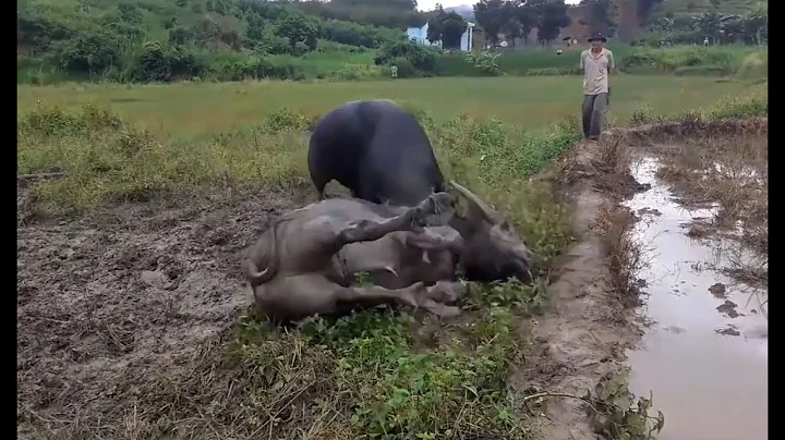 Buffaloes fight in the pasture - Buffalo Activity ...