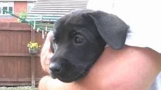 Cute black labrador puppy and a litter of black lab puppies!