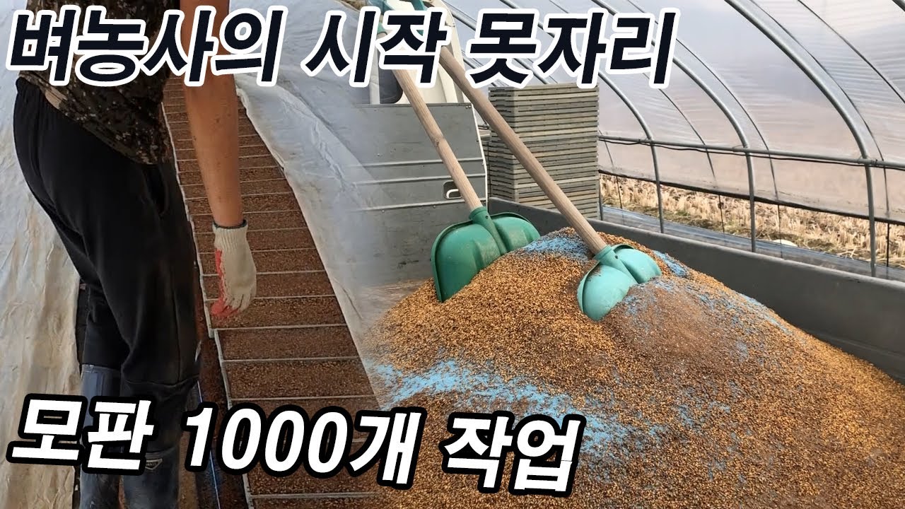 벼 농사만 20년! 이번 년에도 못자리 작업! 모판 1000개 prepare a rice seed plot & sow rice ...