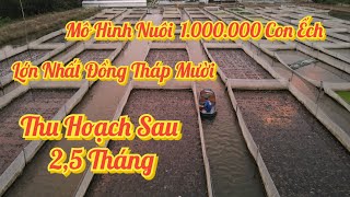 Mô Hình Chăn Nuôi Ếch Lớn Nhất Đồng Tháp Mười | Khởi Nghiệp TV