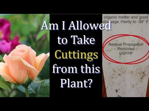 Wideo: Czy mogę propagować wszystkie rośliny: jak uniknąć naruszania patentów roślin