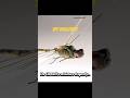 The CIA Built A Miniature Dragonfly