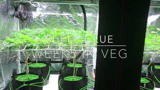 Growing Indoors: My Grow Room & Grow Tent